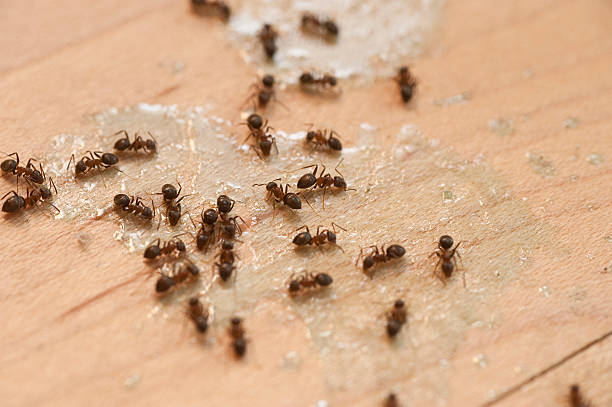 Best Exterminator Services  in Holiday City Berkeley, NJ